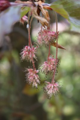 Fagus sylvatica 'Purpurea Pendula' - buk obecný - květenství
